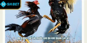 Mẹo Đọc Thế Gà Trước Khi Đá Chuẩn Xác Cho Người Chơi