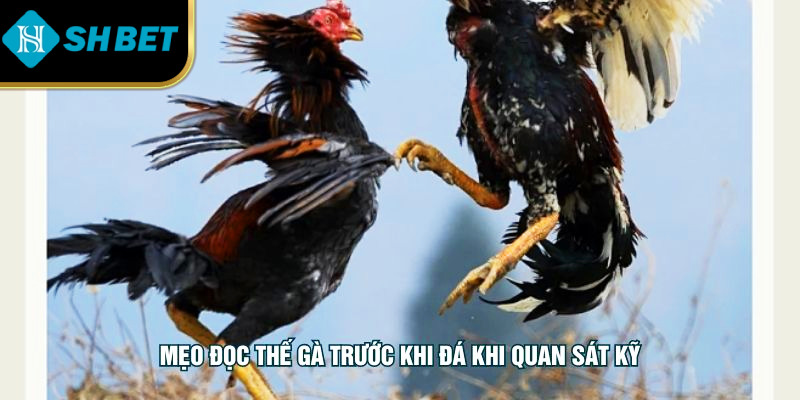 Mẹo Đọc Thế Gà Trước Khi Đá Chuẩn Xác Cho Người Chơi