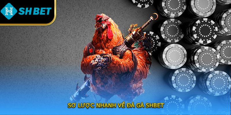 Sơ lược nhanh về đá gà SHBET