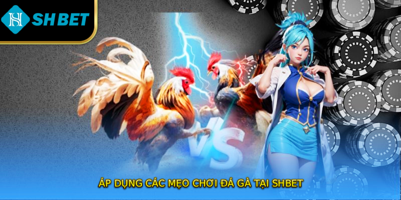 Áp dụng các mẹo chơi đá gà tại SHBET